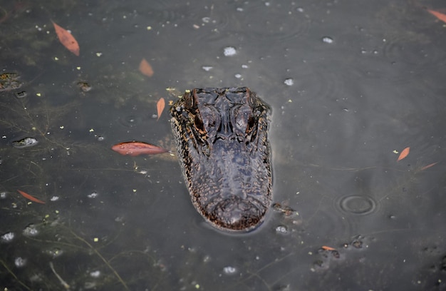 Sguardo diretto in faccia a un alligatore nel bayou.