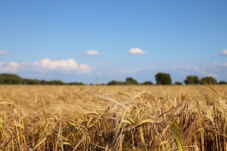Foto gratuito shallow focus shot di un campo di grano con un cielo blu sfocato