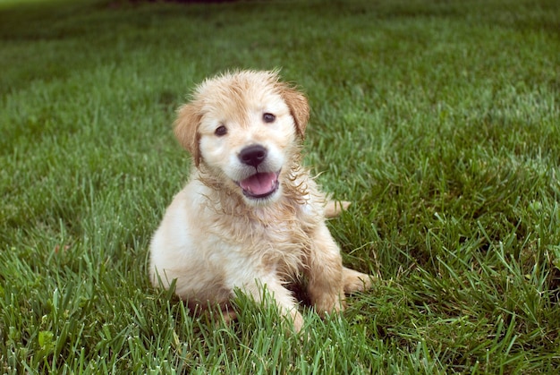 Shallow focus shot di un cucciolo di Golden Retriever bagnato seduto su un terreno erboso