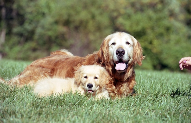 Shallow focus shot di un grazioso cucciolo con un vecchio Golden Retriever appoggiato su un terreno erboso