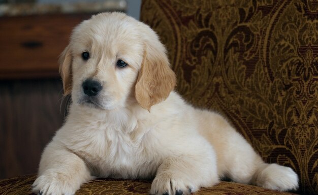 Shallow focus shot di un simpatico cucciolo di Golden Retriever appoggiato sul divano
