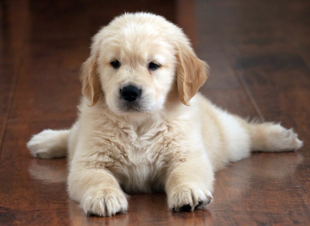 Shallow focus shot di un simpatico cucciolo di Golden Retriever appoggiato sul pavimento