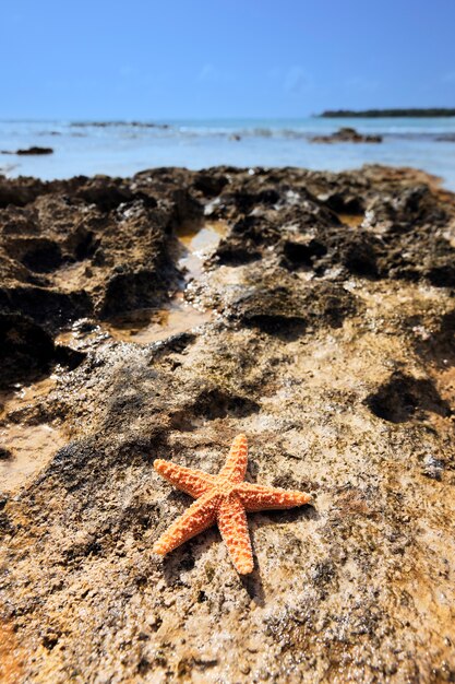 Shell Sea Star su una costa caraibica
