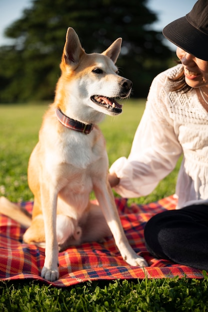 Shiba inu cane che fa una passeggiata