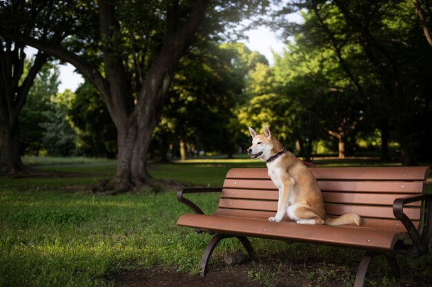 Shiba inu cane che fa una passeggiata