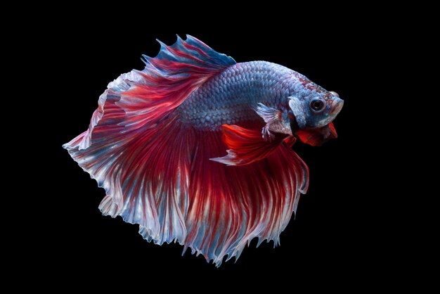 siam betta fish