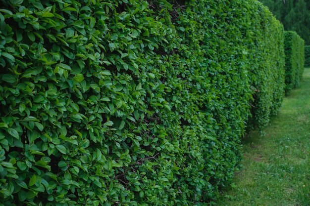 Siepe di arbusti sempreverdi accanto a un prato verde nessuno Fuoco selettivo del paesaggio del giardino domestico