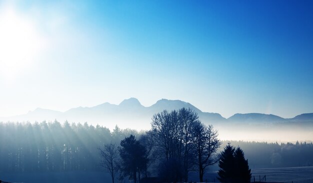 Silhouette di alberi al sorgere del sole