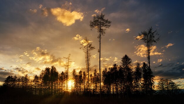 Silhouette di alberi sotto il cielo nuvoloso durante il tramonto