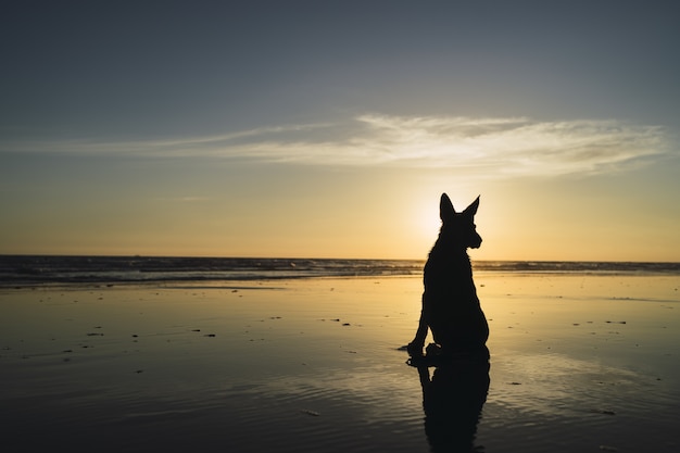 Silhouette di un grosso cane seduto sulla costa e il tramonto sul mare