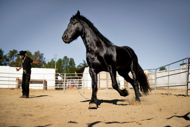 Siluetta del cavallo contro la luce calda