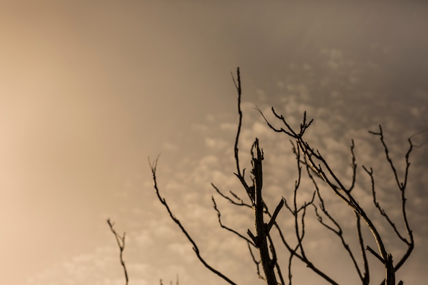 Siluetta dell&#39;albero nudo contro il cielo drammatico