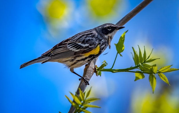 Silvia dalla groppa gialla (Setophaga coronata)