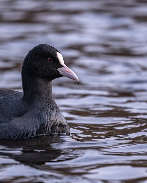 Simpatica folaga nera che nuota in un lago