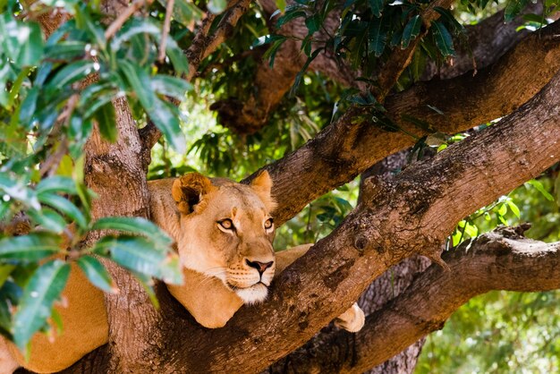 Simpatica leonessa selvaggia sull'albero nella foresta