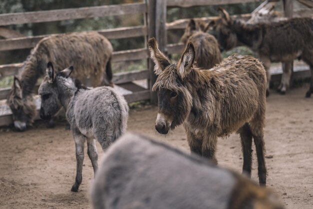 Simpatici asini all'allevamento di bestiame