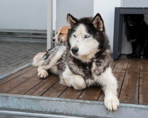 Simpatici cani da salvataggio al rifugio in attesa di essere adottati