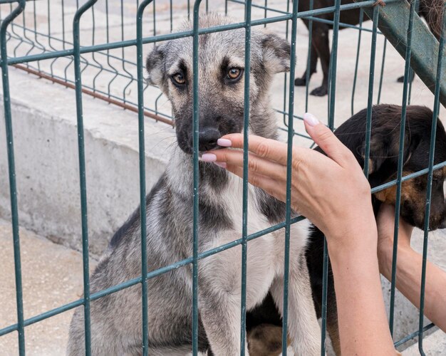 Simpatici cani dietro il recinto in attesa di essere adottato