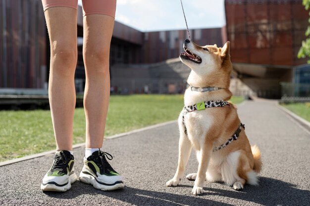 Simpatico animale domestico shiba inu con la famiglia