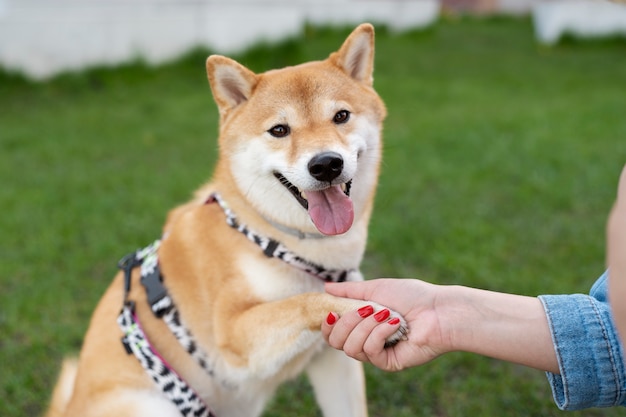 Simpatico animale domestico shiba inu con la famiglia