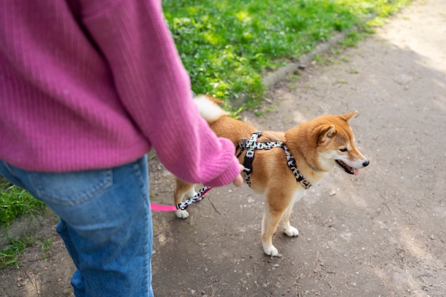 Simpatico animale domestico shiba inu con la famiglia