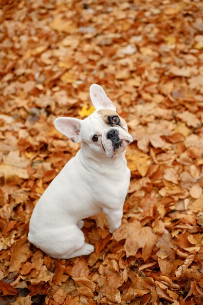 Simpatico bulldog francese bianco e nero si siede e guarda dritto nella fotocamera Cane seduto sulle foglie gialle autunnali durante la bella giornata autunnale Cane bulldog francese serio in piedi all'aperto in autunno