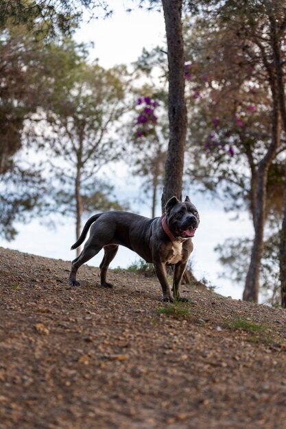 Simpatico cane all'aperto durante una sessione di addestramento