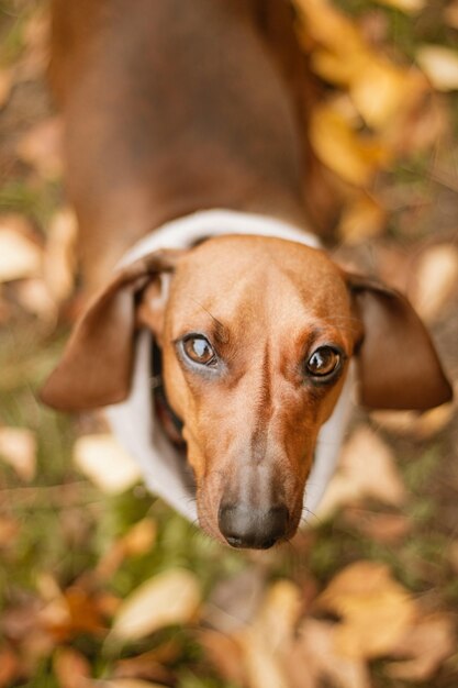 Simpatico cane bassotto marrone con collare beige