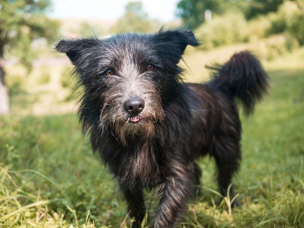 Simpatico cane black terrier che gioca in un campo erboso verde