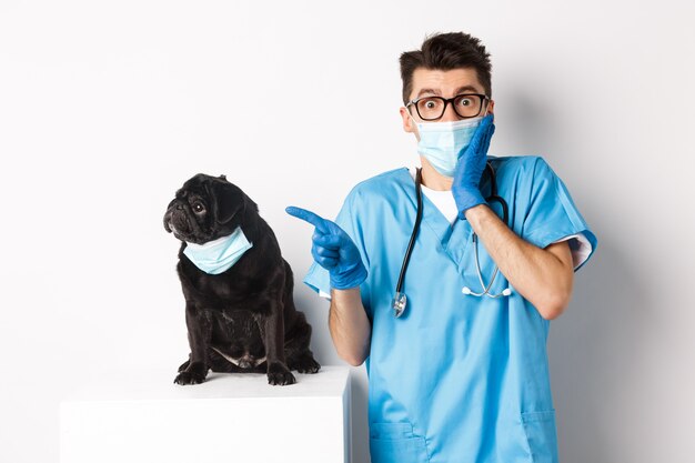 Simpatico cane carlino nero in maschera facciale che guarda a sinistra il banner promozionale mentre il medico in clinica veterinaria punta il dito, in piedi su sfondo bianco