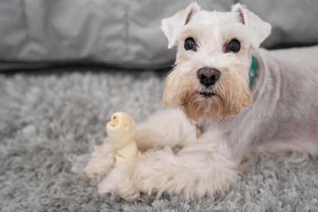 Simpatico cane che tiene in mano un giocattolo