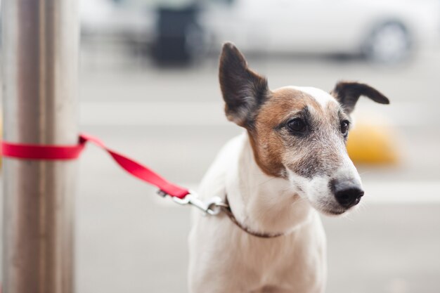 Simpatico cane con guinzaglio legato