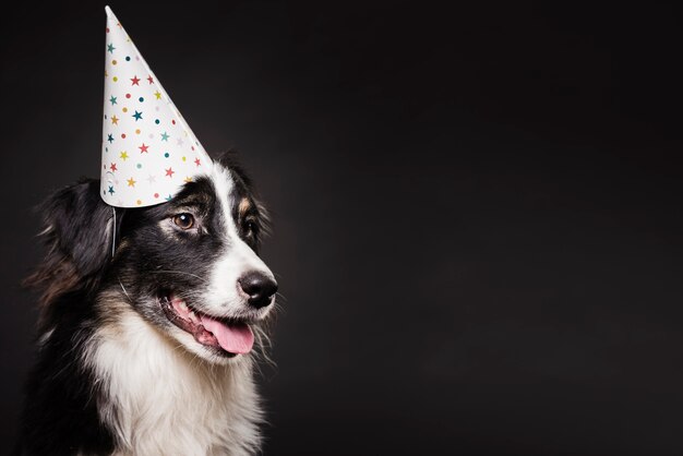 Simpatico cane con un cappello