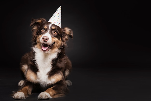 Simpatico cane con un cappello