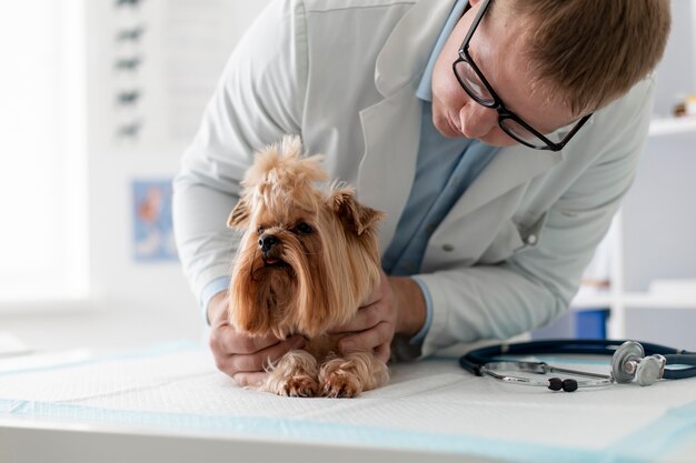 Simpatico cane durante una consultazione