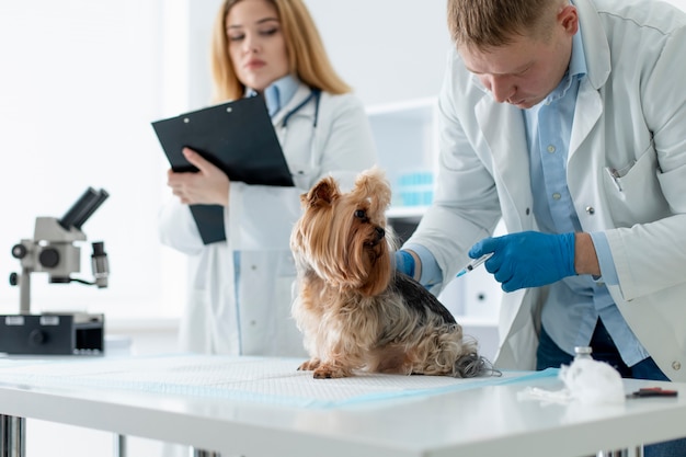 Simpatico cane durante una consultazione