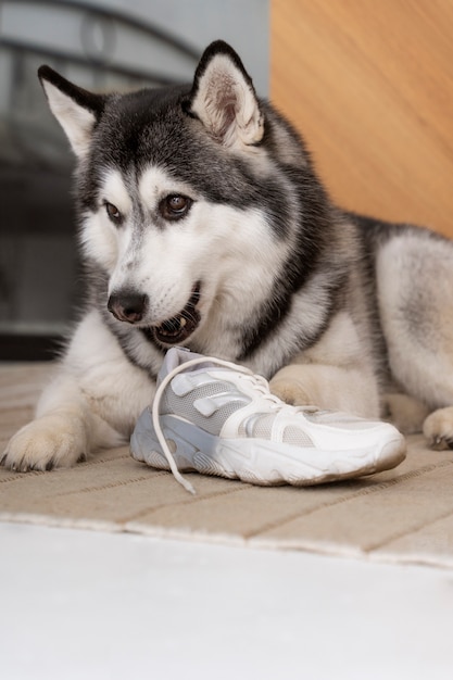 Simpatico cane husky che gioca con i lacci delle scarpe