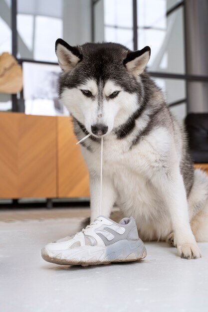 Simpatico cane husky che morde lacci delle scarpe