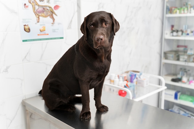 Simpatico cane in clinica veterinaria