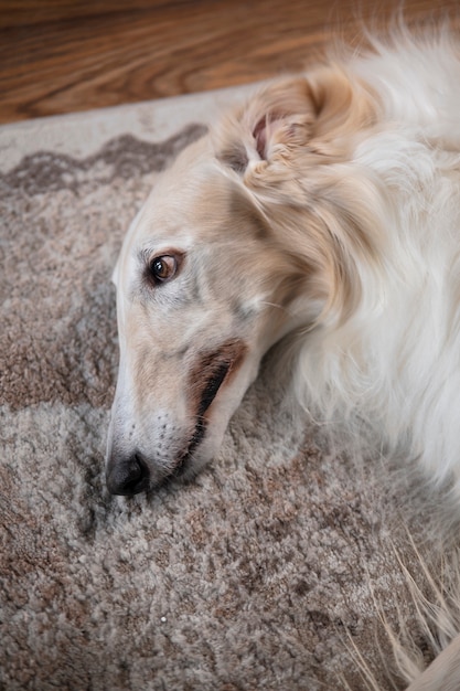 Simpatico cane levriero che si rilassa al chiuso