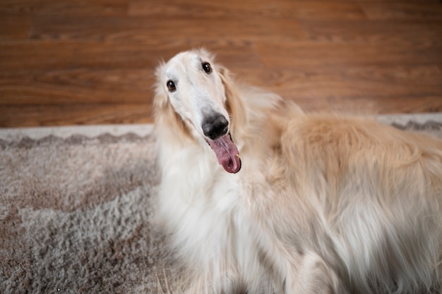 Simpatico cane levriero che si rilassa al chiuso