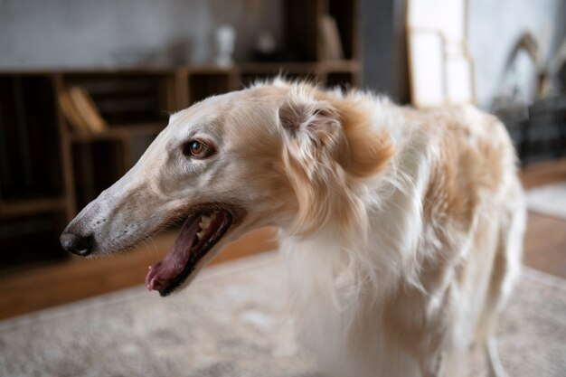 Simpatico cane levriero che si rilassa al chiuso