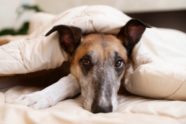 Simpatico cane levriero sdraiato a letto