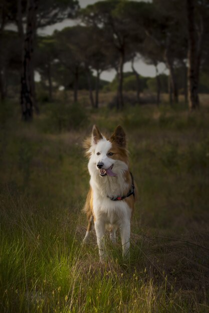 Simpatico cane pastore gallese marrone e bianco in una foresta