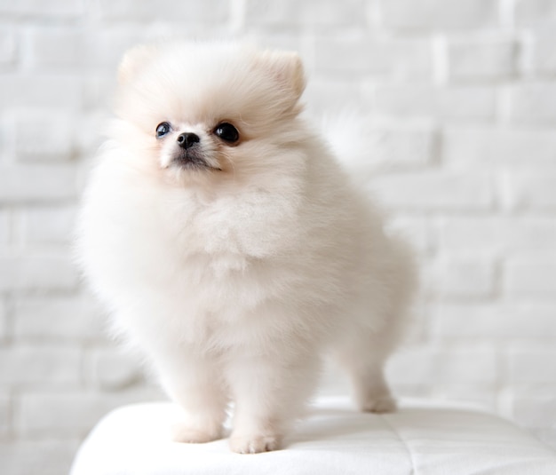 Simpatico cane Pomerania bianco su una sedia