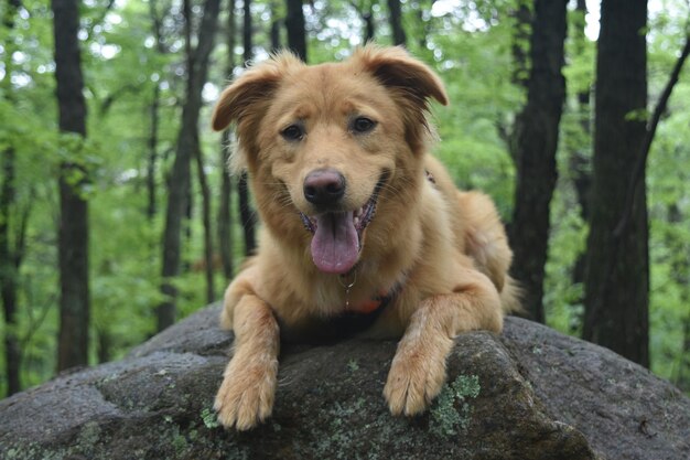 Simpatico cane scozzese che sorride su una grande roccia