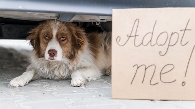 Simpatico cane seduto sotto auto all'aperto con adottami segno