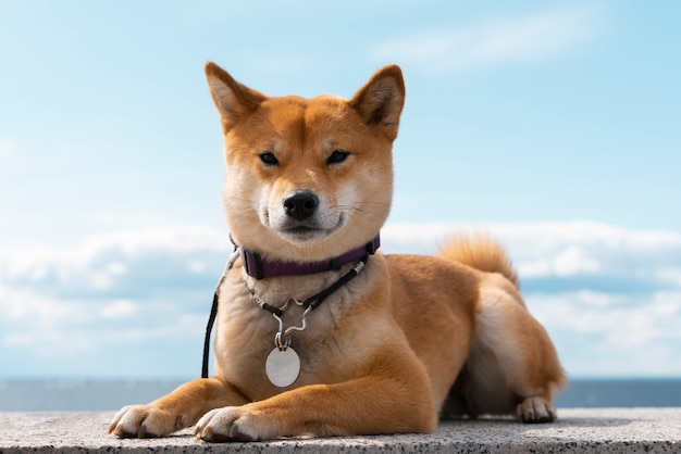 Simpatico cane shiba inu vista frontale