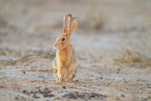 Simpatico coniglietto marrone nel mezzo del deserto