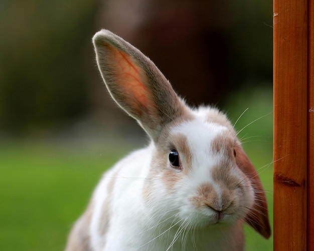 Simpatico coniglio bianco e marrone con un orecchio in un campo verde